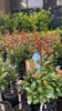 SYZYGIUM BACKYARD BLISS STANDARD
