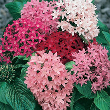 Load image into Gallery viewer, PENTAS MIXED