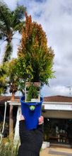 Load image into Gallery viewer, THUJA AUREA NANA 100MM Sydney's Plant Market