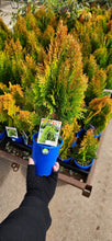 Load image into Gallery viewer, THUJA AUREA NANA 100MM Sydney's Plant Market