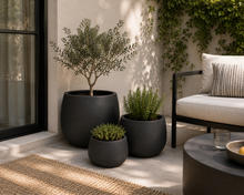Load image into Gallery viewer, DRACAENA BLACK POT