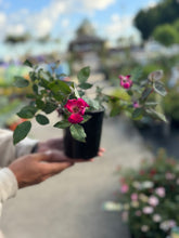 Load image into Gallery viewer, PATIO ROSE - GROUND COVER *ASSORTED COLOURS Sydney's Plant Market