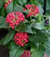 PENTAS MIXED 140MM – Sydney's Plant Market