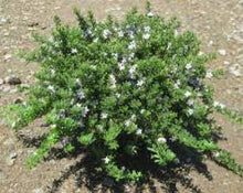 Load image into Gallery viewer, MYOPORUM PARVIFOLIUM 'PINK' Sydney's Plant Market