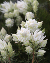 Load image into Gallery viewer, SERRURIA FLORIDA BLUSHING BRIDE