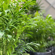 Load image into Gallery viewer, CHAMAEDOREA ELEGANS - PARLOUR PALM - Sydney's Plant Market