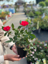 Load image into Gallery viewer, PATIO ROSE - GROUND COVER *ASSORTED COLOURS Sydney's Plant Market
