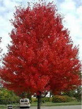 Load image into Gallery viewer, ACER RUBRUM FAIRVIEW FLAME Sydney's Plant Market