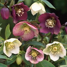 Load image into Gallery viewer, HELLEBORE 'ICE N ROSES' Sydney's Plant Market