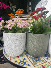 Load image into Gallery viewer, SYRACUSE EGG SKID POT - ASSORTED Sydney's Plant Market