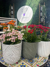 Load image into Gallery viewer, SYRACUSE EGG SKID POT - ASSORTED Sydney's Plant Market