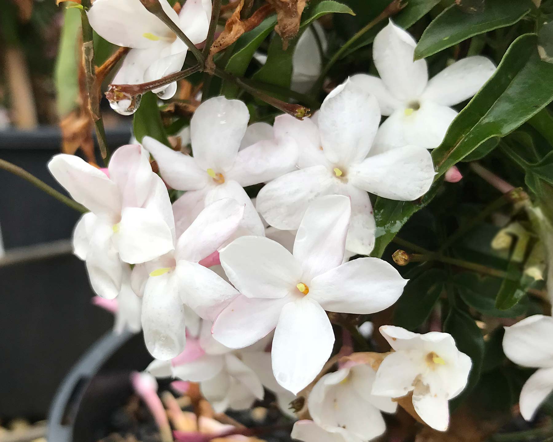 JASMINE POLYANTHUM – Sydney's Plant Market