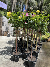 Load image into Gallery viewer, STANDARD ROSE - ASSORTED COLOURS Sydney's Plant Market