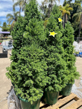 Load image into Gallery viewer, PICEA GLAUCA SUPER STAR Sydney's Plant Market