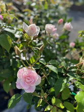 Load image into Gallery viewer, STANDARD ROSE - ASSORTED COLOURS Sydney's Plant Market