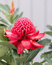 Load image into Gallery viewer, TELOPEA 'SHADY LADY CRIMSON' PBR