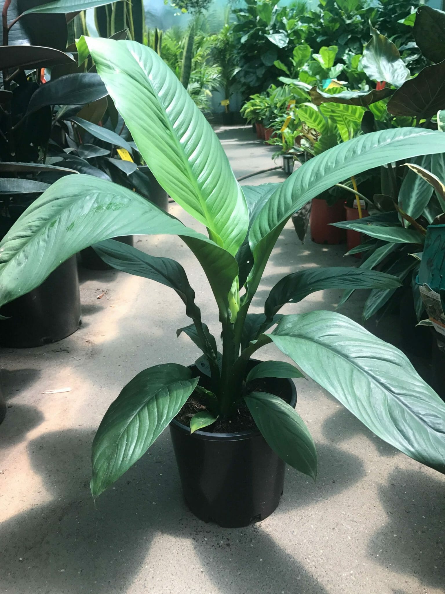 peace lily vs sensation plant SPATHIPHYLLUM SENSATION 'PEACE LILY' – Sydney's Plant Market