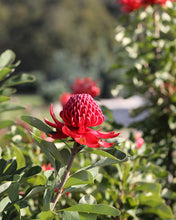 Load image into Gallery viewer, TELOPEA 'SHADY LADY CRIMSON' PBR
