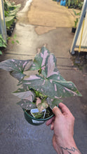 Load image into Gallery viewer, SYNGONIUM 'PINK SPLASH'