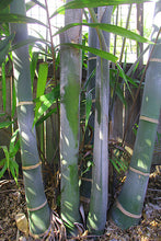 Load image into Gallery viewer, DYPSIS CABADAE - BLUE CANE PALM Sydney's Plant Market