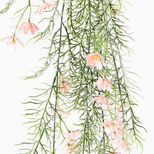 Load image into Gallery viewer, COSMOS HANGING BUSH LIGHT PINK Sydney's Plant Market