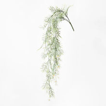 Load image into Gallery viewer, COSMOS HANGING BUSH WHITE Sydney's Plant Market