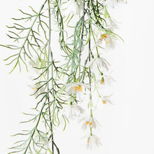 Load image into Gallery viewer, COSMOS HANGING BUSH WHITE Sydney's Plant Market