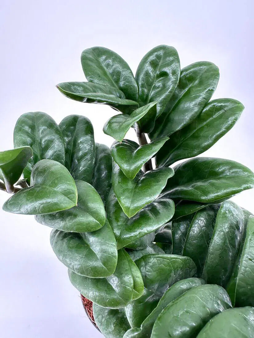 ZAMIOCULCAS ZENZI DWARF ZANZIBAR – Sydney's Plant Market