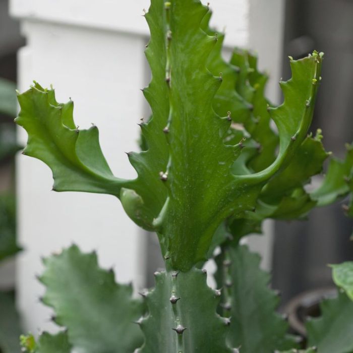 EUPHORBIA COWBOY CACTUS – Sydney's Plant Market