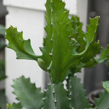 Load image into Gallery viewer, Euphorbia Cowboy Cactus

