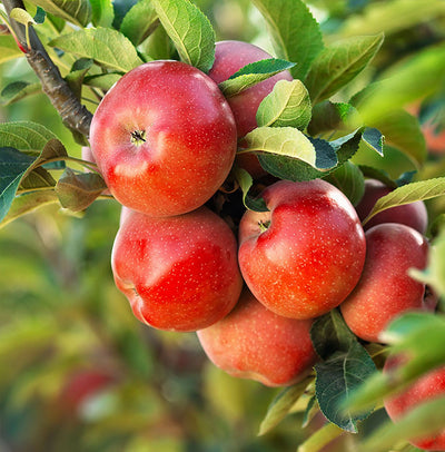Fruiting & Edibles