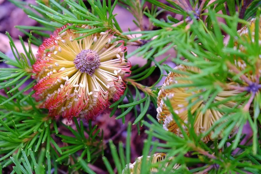 BANKSIA SPINULOSA 'BIRTHDAY CANDLES' Sydney's Plant Market