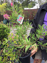 Load image into Gallery viewer, CALLISTEMON TAREE PINK 200MM Sydney's Plant Market