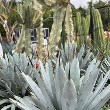 Load image into Gallery viewer, Agave macroacantha 'Blue Ribbon' Sydney's Plant Market