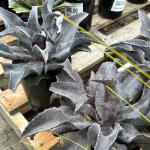 Load image into Gallery viewer, Mangave Night Owl Sydney's Plant Market