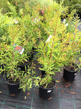 Load image into Gallery viewer, CALLISTEMON TAREE PINK 200MM Sydney's Plant Market