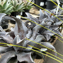 Load image into Gallery viewer, Mangave Night Owl Sydney's Plant Market