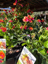 Load image into Gallery viewer, Chorizema cordatum - Heart Leaf Flame Pea Sydney's Plant Market