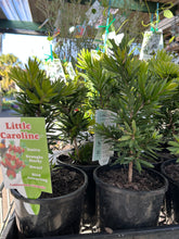 Load image into Gallery viewer, Callistemon Little Caroline Sydney's Plant Market