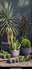 Load image into Gallery viewer, Matilda Pots Sydney's Plant Market