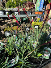 Load image into Gallery viewer, ANIGOZANTHOS - KANGAROO PAW Sydney's Plant Market