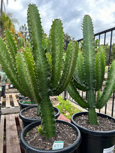 Load image into Gallery viewer, Euphorbia Cowboy Cactus
