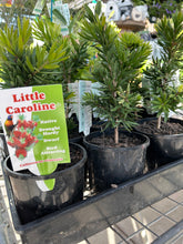 Load image into Gallery viewer, Callistemon Little Caroline Sydney's Plant Market