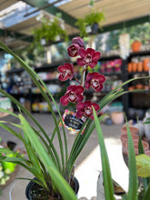 Load image into Gallery viewer, CYMBIDIUM ORCHID Sydney's Plant Market