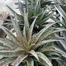 Load image into Gallery viewer, Mangave Pineapple Express Sydney's Plant Market