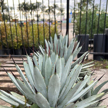 Load image into Gallery viewer, Agave macroacantha 'Blue Ribbon' Sydney's Plant Market