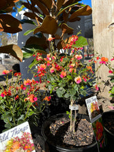 Load image into Gallery viewer, Chorizema cordatum - Heart Leaf Flame Pea Sydney's Plant Market