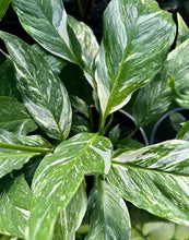 Load image into Gallery viewer, SPATHIPHYLLUM JET DIAMOND