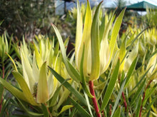 Load image into Gallery viewer, LEUCADENDRON 'GOLD STRIKE'
