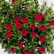 Load image into Gallery viewer, Mandevillea Aloha Dark Red PBR Sydney's Plant Market